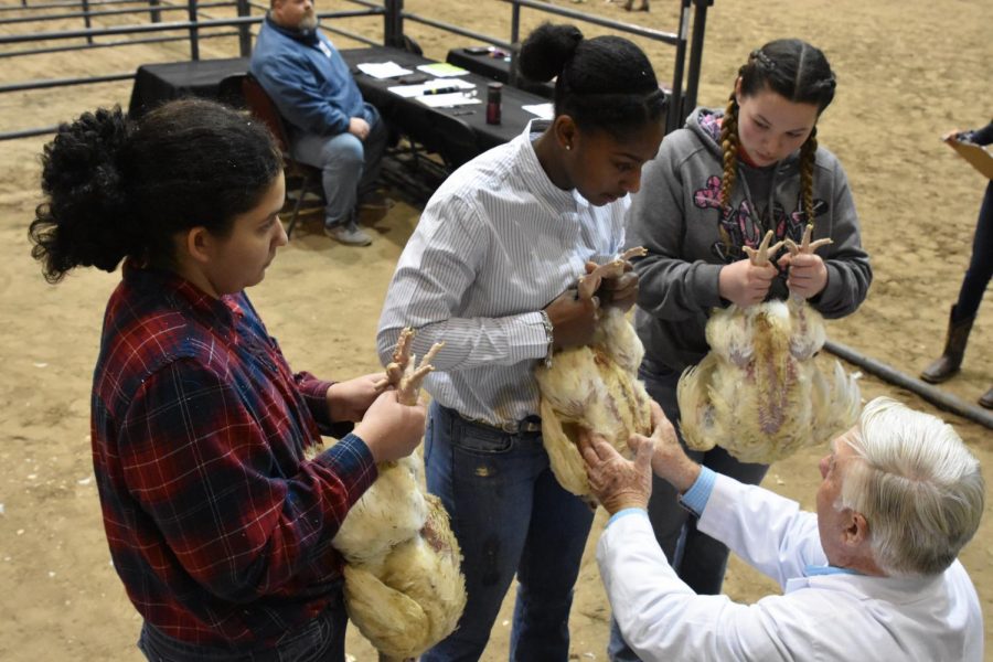 Sophomore Amri Williams shows animals at the Humble Livestock Show in early January with the help of sophomores Mackenzie Dandridge and Holly Emms. She was also raising animals for the Houston Livestock Show but did not get an opportunity before the show was closed.