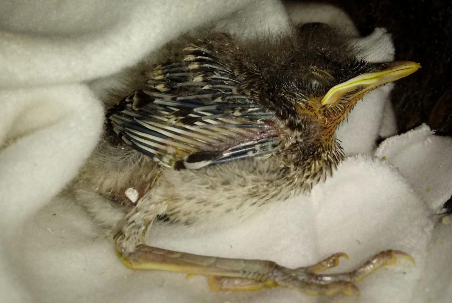 This+is+a+baby+bird+I+found+outside+in+my+backyard.+A+recent+storm+dragged+him+to+my+house%2C+so+my+sister+Sofia+and+I+have+been+taking+care+of+him%2C+feeding+him+and+giving+him+water.+The+good+news+is+that+his+mom+comes+to+visit+him+everyday+and+she+feeds+him%2C+but+he+can%C2%B4t+fly+yet+so+he+cannot+go+back+to+the+nest+with+the+rest+of+his+family.+He+has+kept+me+distracted+and+happy.+I+am+not+bored+anymore+and+it+is+just+fun+to+take+care+of+him.