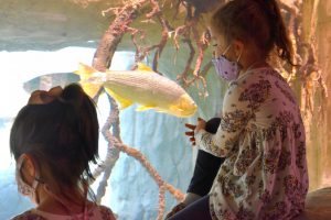 Young visitors watch the fish in the aquarium at the zoos new Pantanal exhibit. 