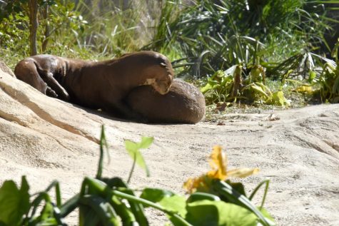 Two of the giant river otters relax together in the Pantanal exhibit at the Houston Zoo. There are 51 species and 150 animals in the new exhibit.