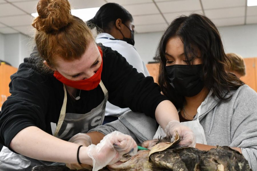 Alexis Hurt, 12, and Zoey Zarate, 11, carefully remove the outer layer of fur from the cat to prepare for dissection.