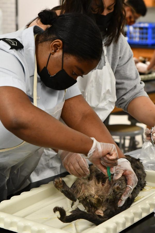 Simisola Wale-Sulaiman, 11, works on cutting the skin off the cat on March 23 in Anatomy class. 
