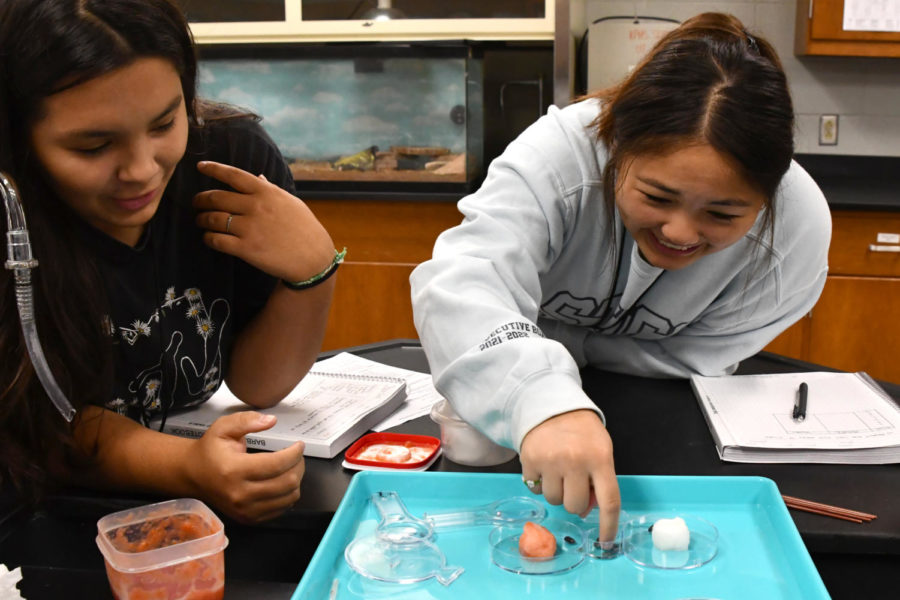 Junior Alani Martinez attempts to roll a pill bug off of its back during the first lab in AP Biology.