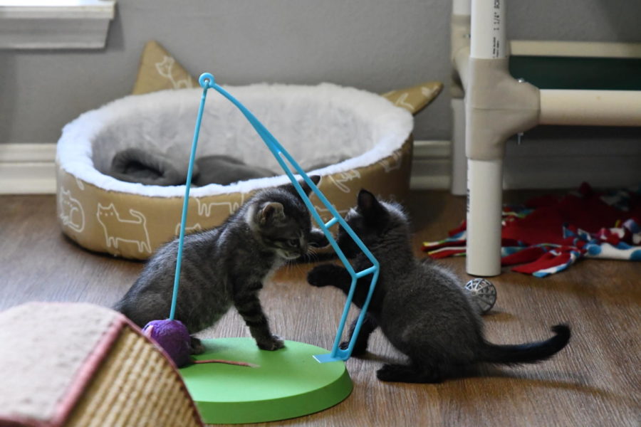 Two of the kittens in a recent litter play in the cat room at the McLain house. The McLains foster kittens and help prepare them to be adopted.