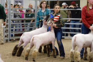 Seniors Eliza Hoing and Lorelei Frank show their sheep during the progress show at the FFA Barns on Jan. 6. The show helped students prepare for the Humble ISD Livestock Show.
