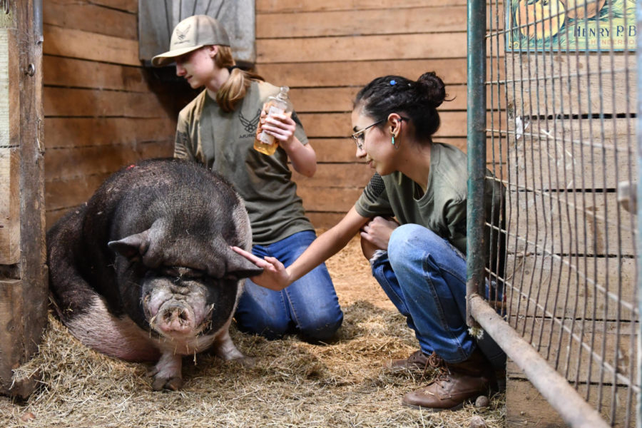 On March 23, Emma Ferguson, 11, and Mia Pruneda, 12, oil and soothe the farm’s pig named Frank. 