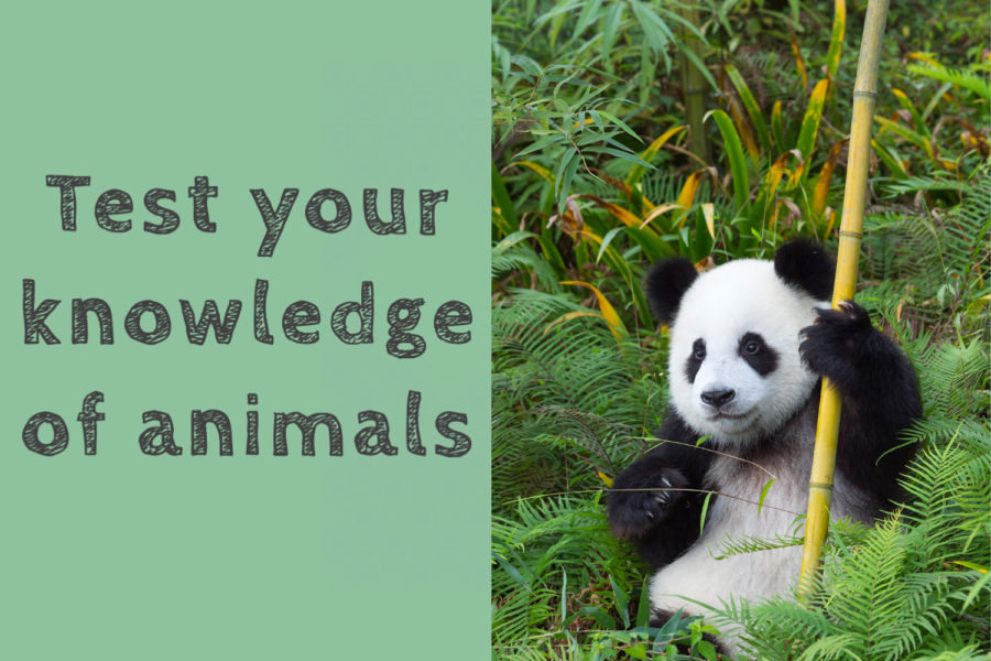 Test your knowledge of animals