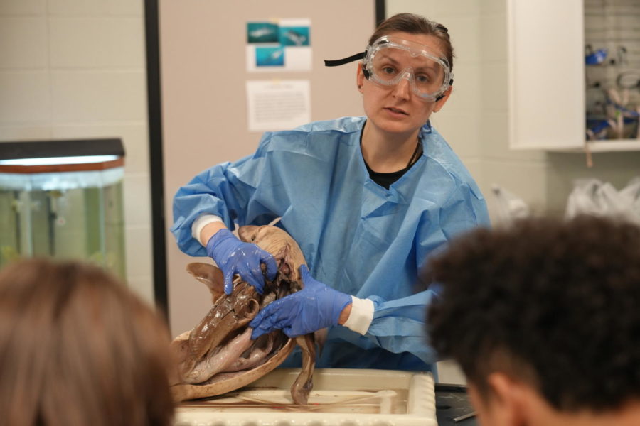Aquatic science teacher Emilie Schwind demonstrates a shark dissection during class.