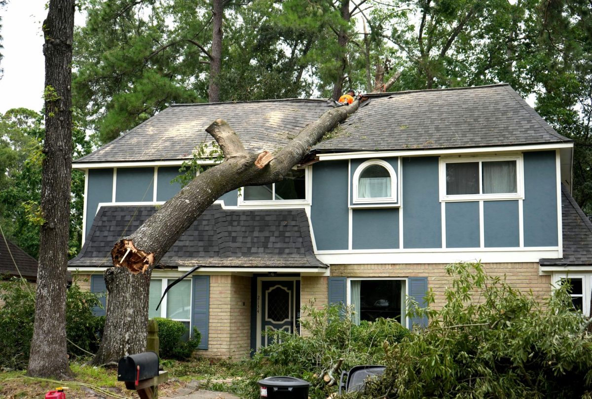 The tree rests on the center of the Cavallo home after Hurricane Beryl struck on July 8. The tree fell into the empty upstairs bedroom between the rooms where sophomore Soleil Cavallo and Kingwood Park graduate Luke Cavallo sleeps.