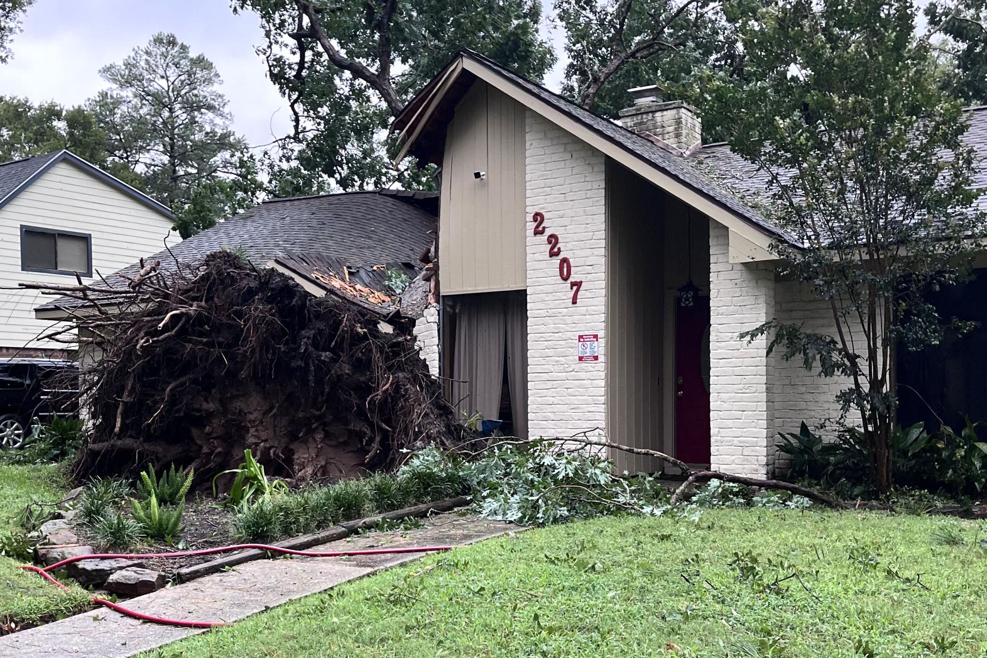 The tree in the Potters' front yard sits in the middle of their home after being uprooted during Hurricane Beryl's high winds on July 8. Photo submitted by Jennifer Parks.