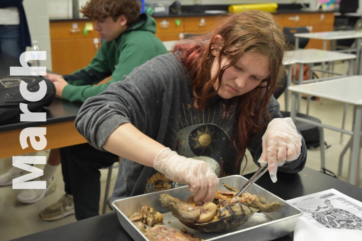 Students dissected turtles during class in March. 