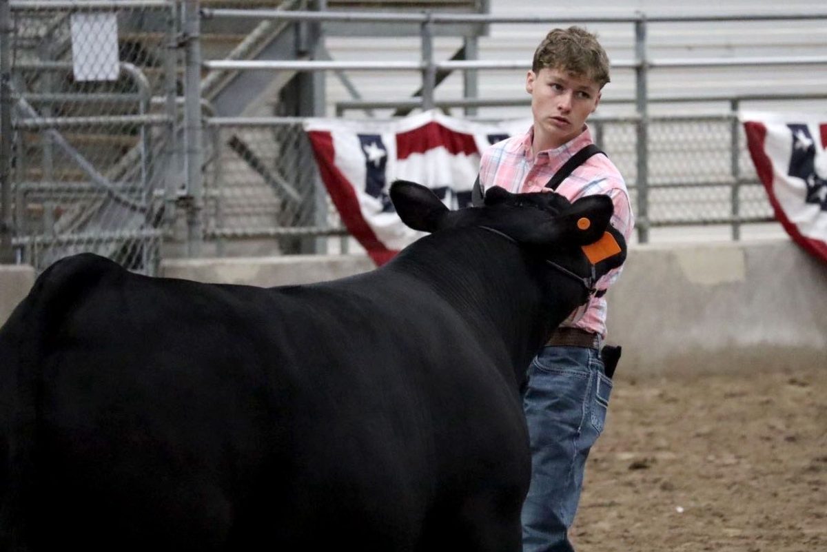 Senior Brayan Skero shows steer at the Humble Rodeo in January. He finished in sixth place at this year’s competition. Photo courtesy of LJ Serafini.